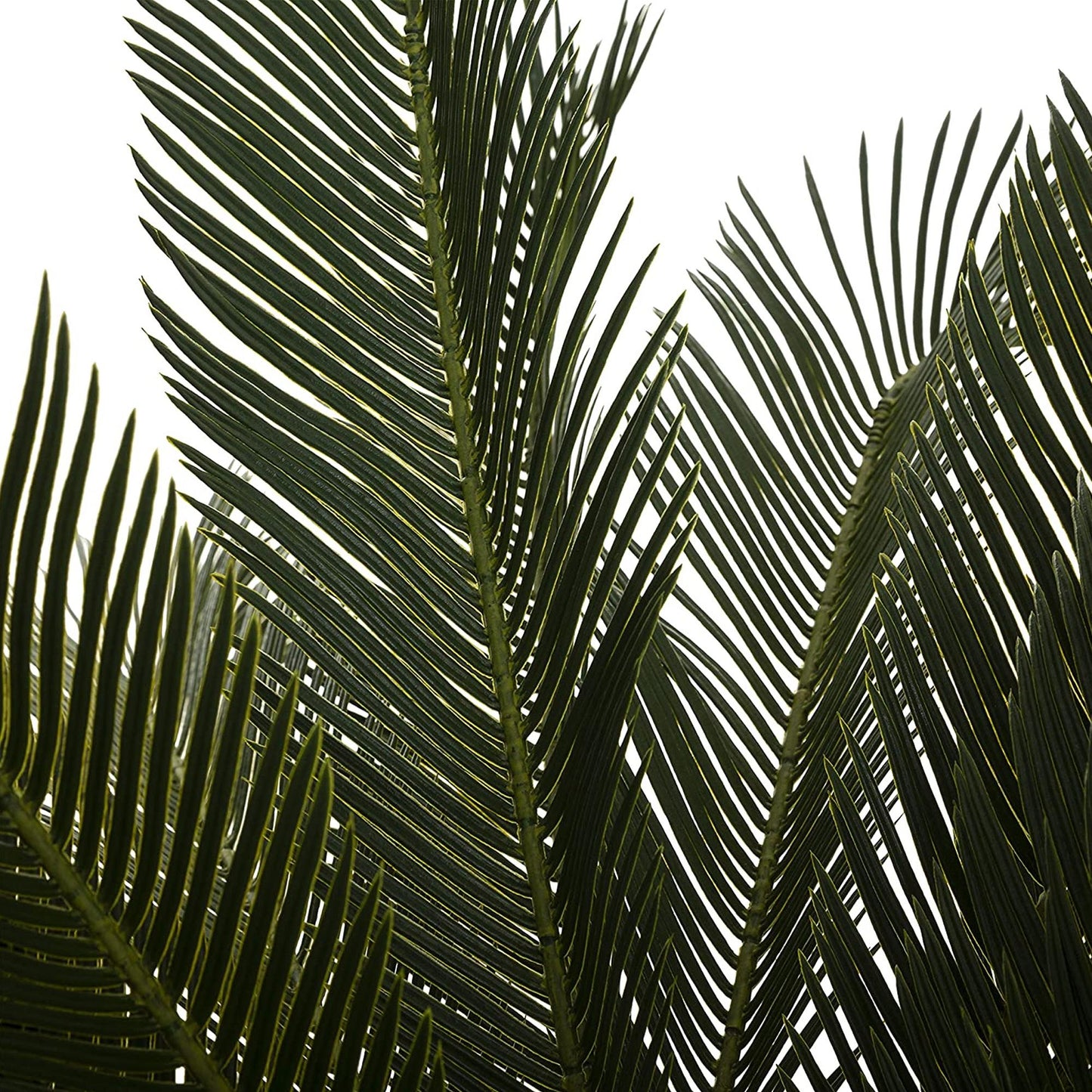Planta De Piña Altura 93_3