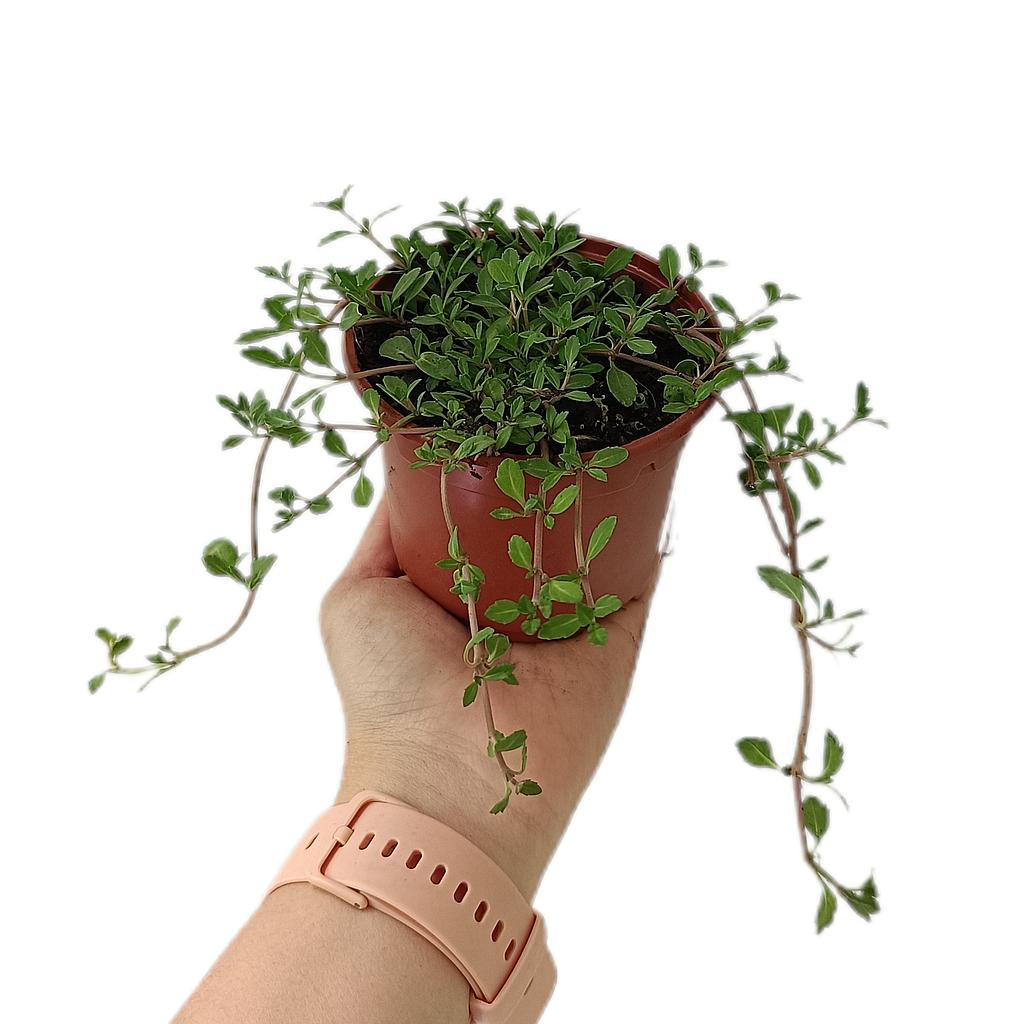 Lippia Nodiflora M11