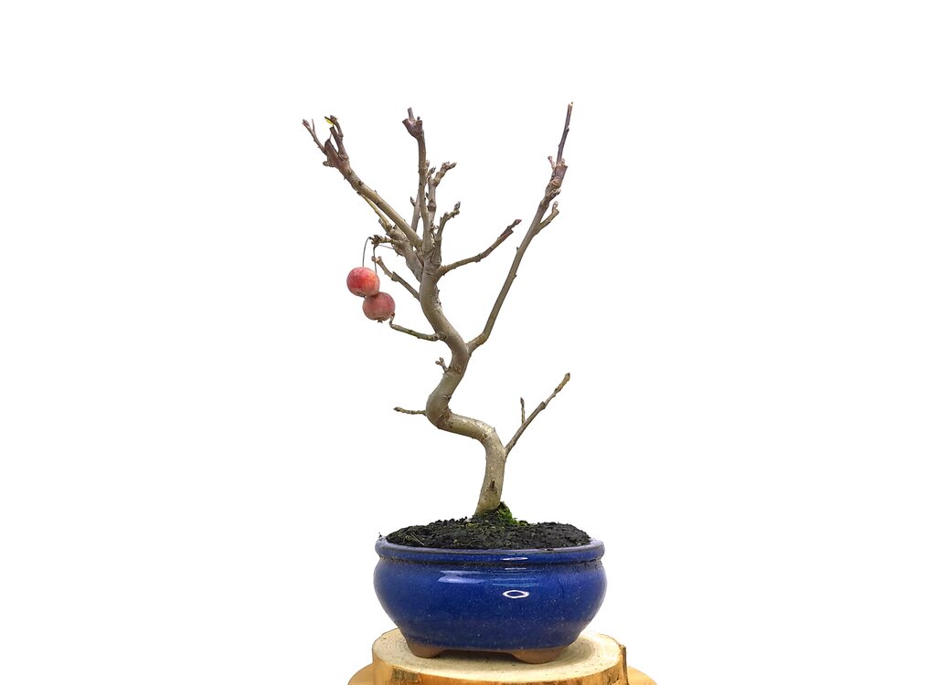 Bonsai Manzano 7 Años