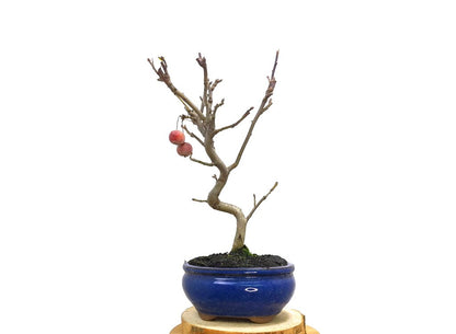 Bonsai Manzano 7 Años