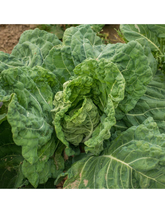 Semillas De Col San Martino Ecológicas_0