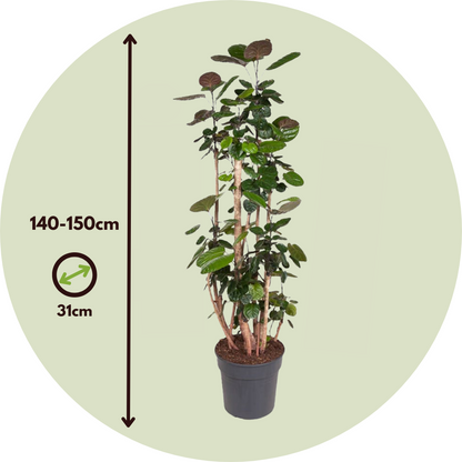 Aràlia De Fabian - Polyscias 'fabian' - Altura 140-150cm - ⌀31cm_2