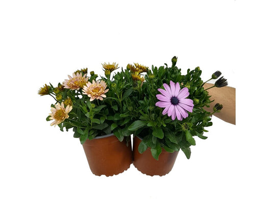 Dimorphoteca M14 (margarita Africana)_0