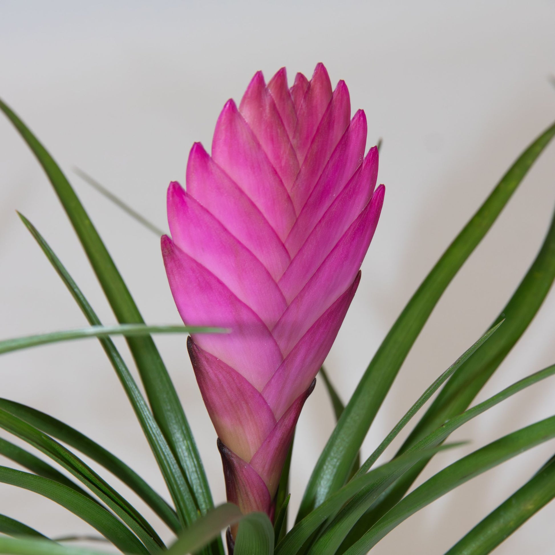 Tillandsia Cyanea ‘pastel’ – Set De 3 Con Maceta – Altura 20–30cm – Ø7cm