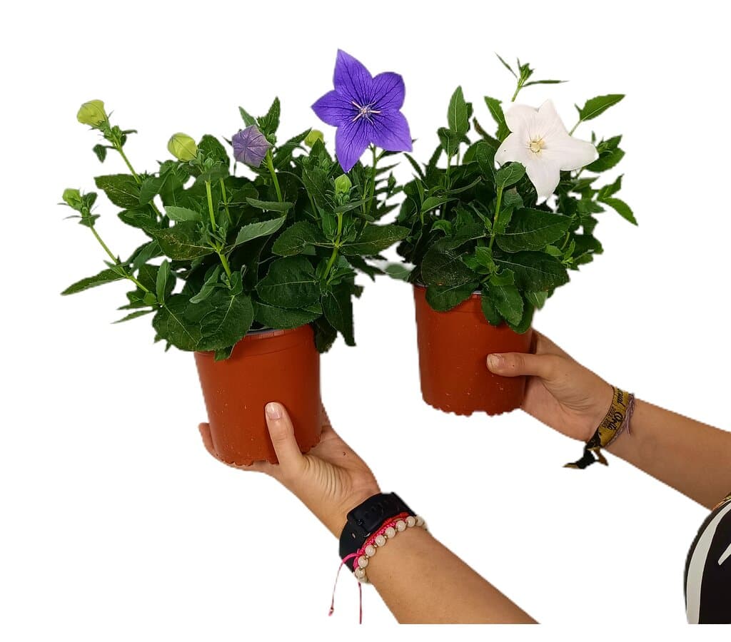 Platycodon Grandiflora M13_0