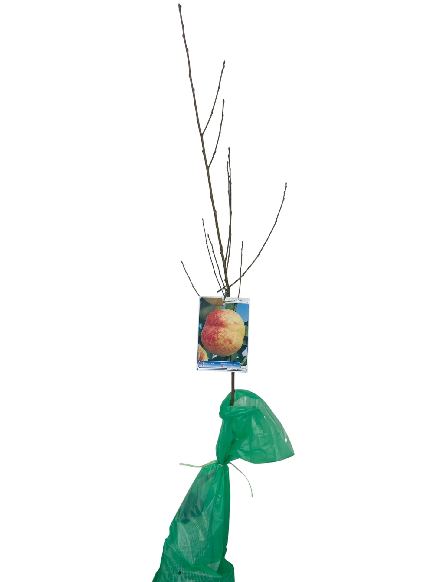 Frutal Melocotón Amarillo Cepellón 130 CM_0