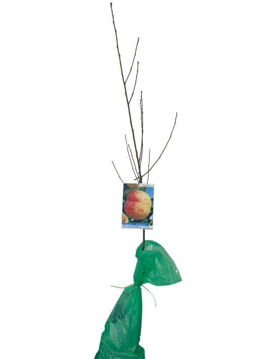 Frutal Melocotón Amarillo Cepellón 130 CM_0