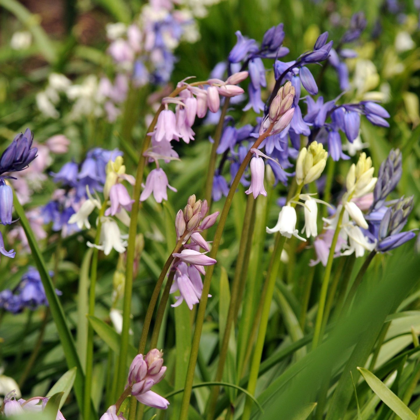 Jacinto De Campo - 40 Pzs - Hyacinthoides Hispanica - Bulbos De Flores