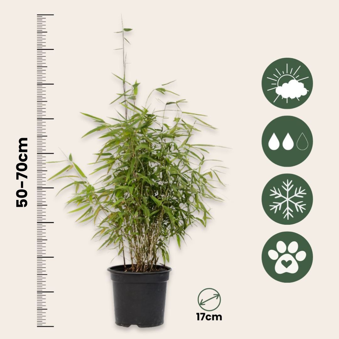 Bambú - Fargesia Nitida 'red Dragon' - Altura 50-70cm - ⌀17cm_2