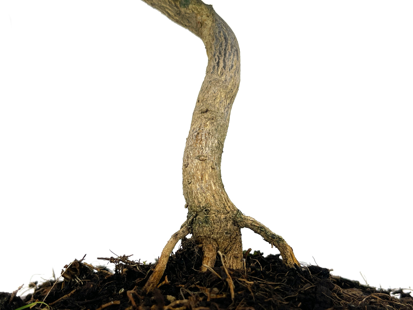 Bonsái Citrus Kinzu – Naranjo Enano 7 Años