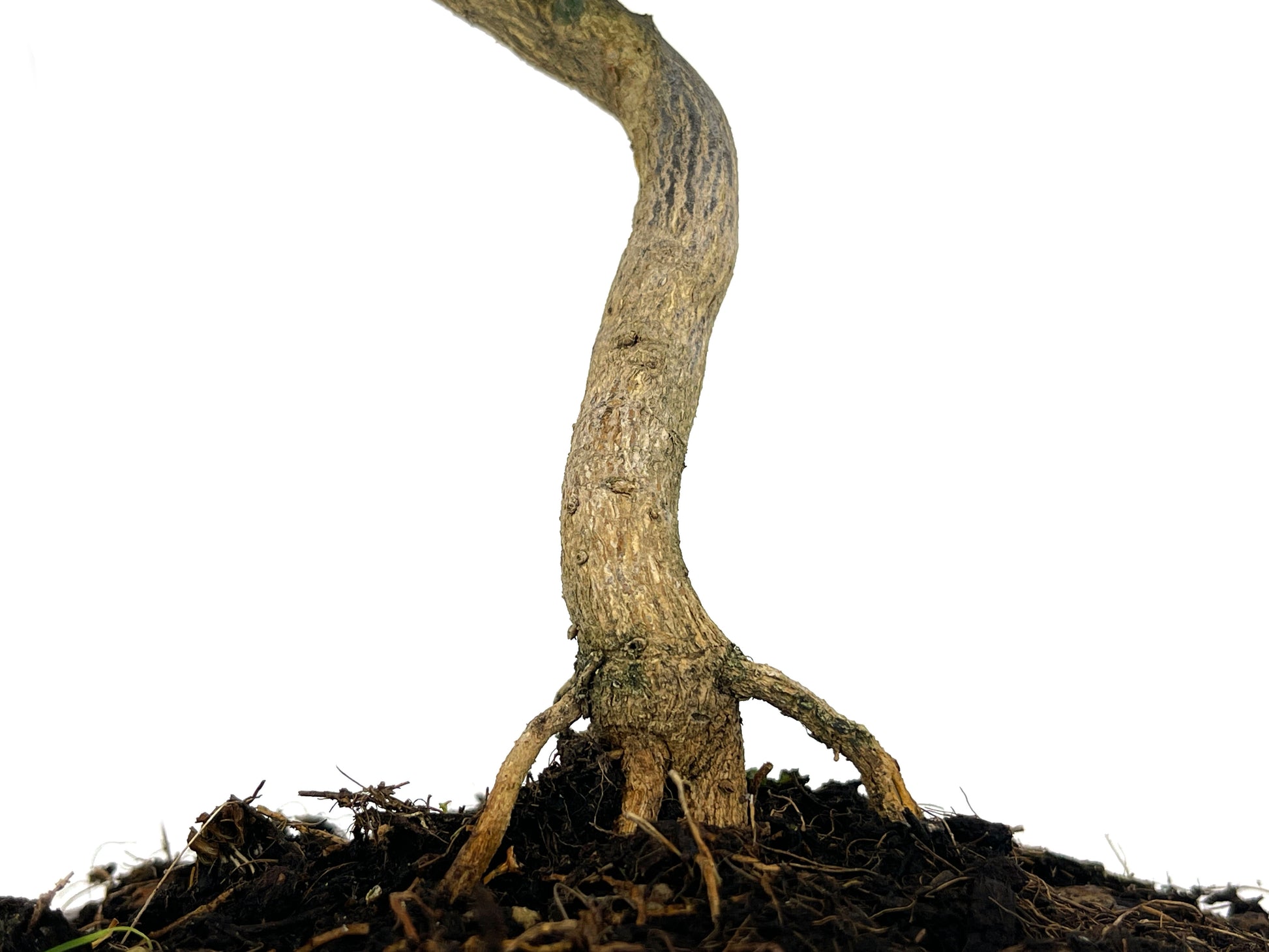 Bonsái Citrus Kinzu – Naranjo Enano 7 Años