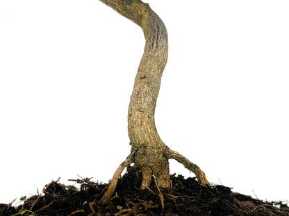 Bonsái Citrus Kinzu – Naranjo Enano 7 Años