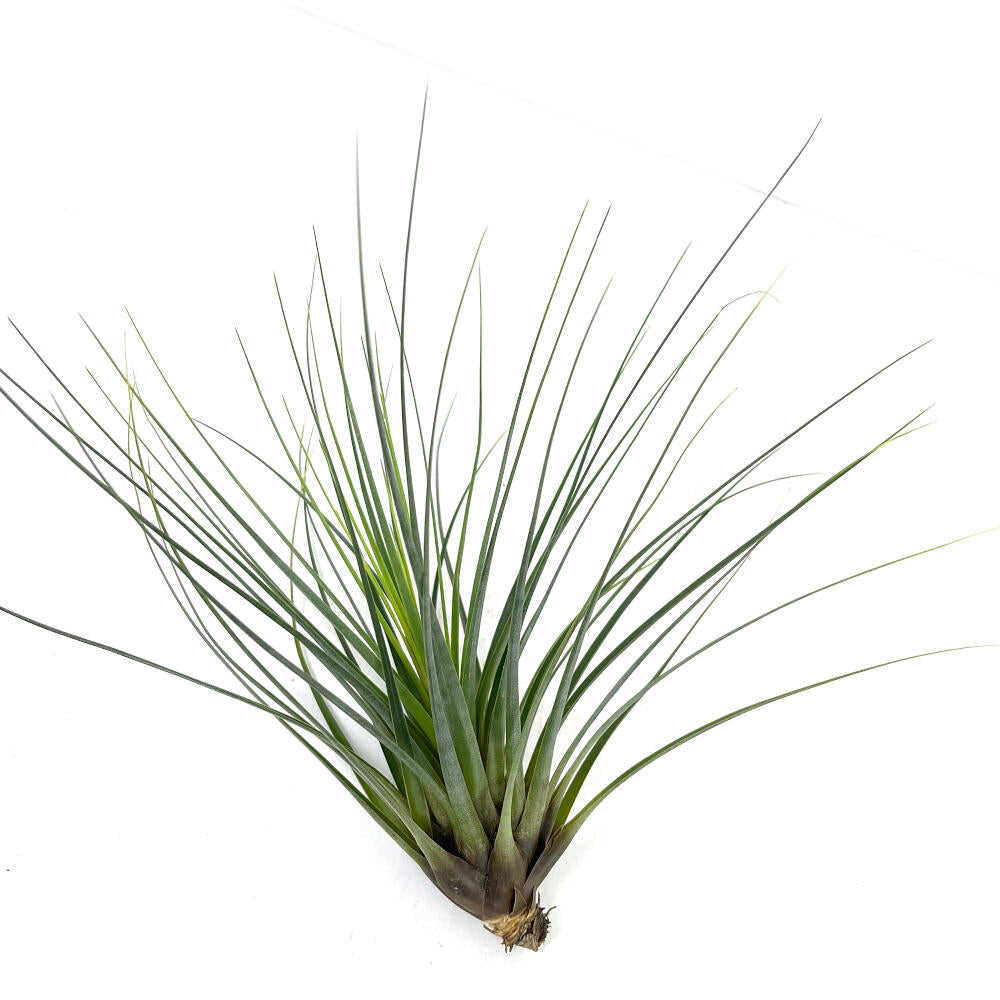Tillandsia Tricolor 26cm Alto X 32cm Ancho
