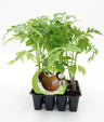 Pack Plantones Tomate Negro 12 Ud. Natural - Fitoralia
