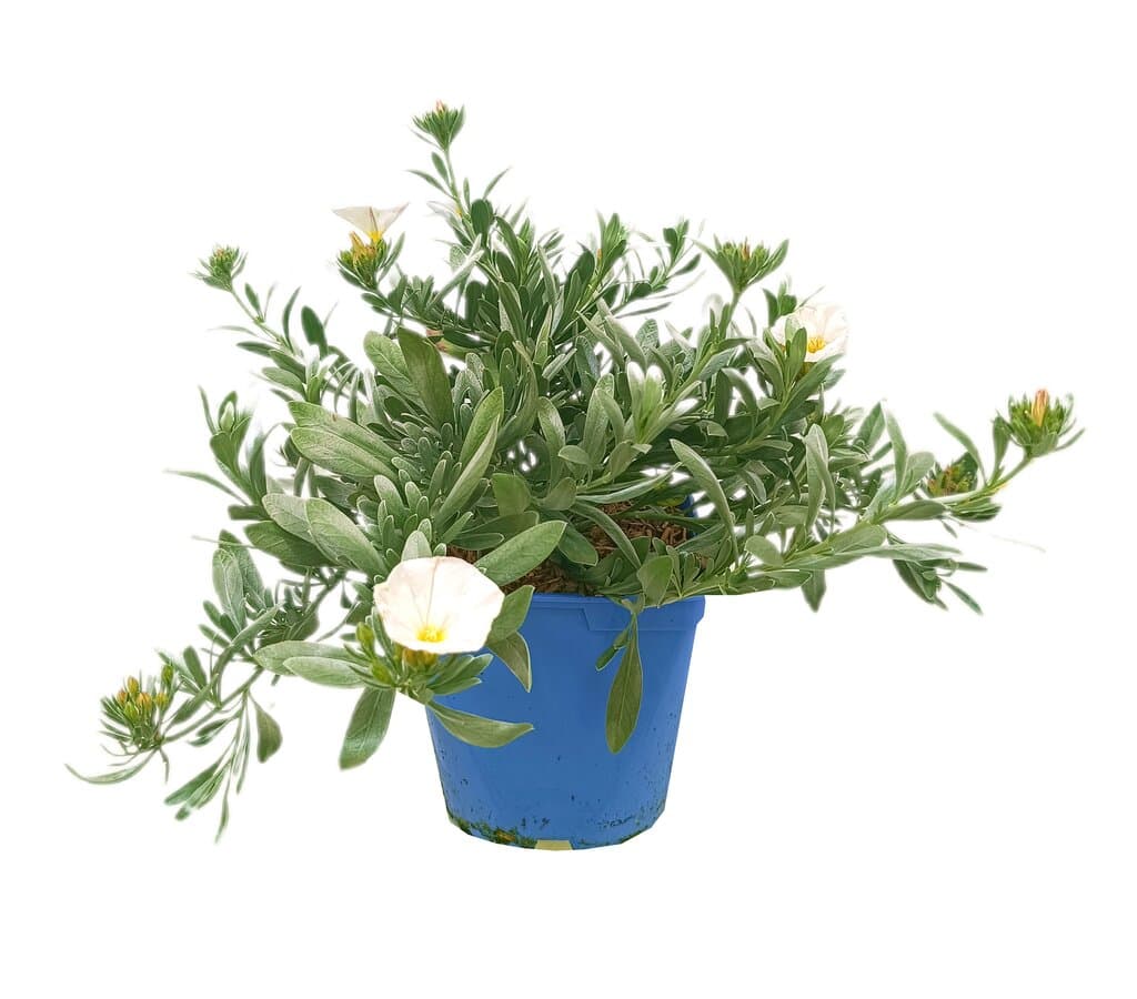 Convolvulus Cneorum M16_0
