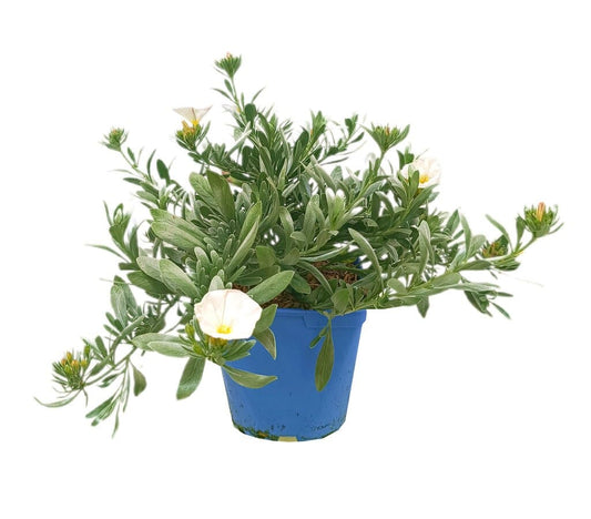 Convolvulus Cneorum M16_0