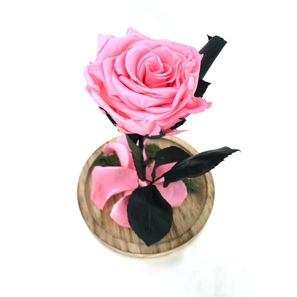 Mundo Eterno Rosa En Cúpula Rosa 12x20cm