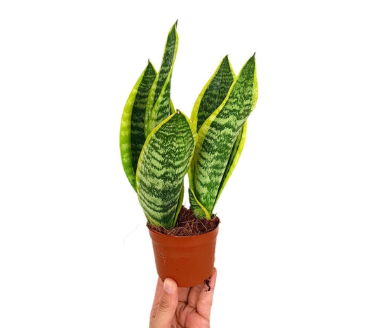 Sansevieria Futura Superba M9 (lengua De Suegra)_0