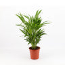 Areca Lutescens M17 60cm