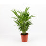 Areca Lutescens M17 60cm