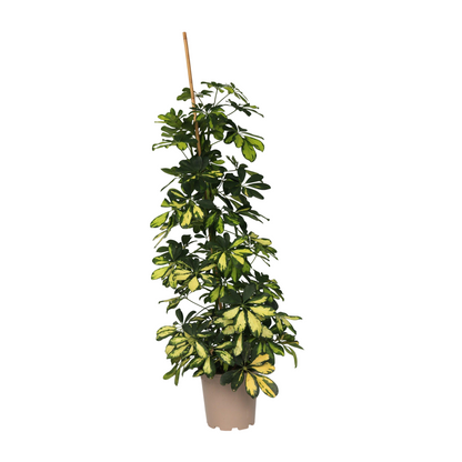 Cheflera - Schefflera 'dalton' - Altura 90-100cm - ⌀21cm_0