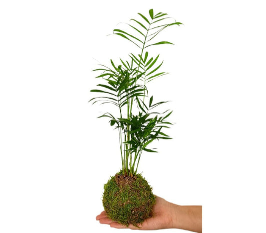 Kokedama Chamaedorea 30cm