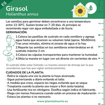 Kit de autocultivo Girasol Planeta Huerto