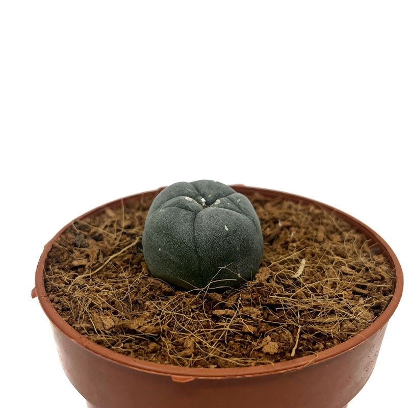 Lophophora Williamsii Cactus Y Suculentas M5,5 cm Ø_1