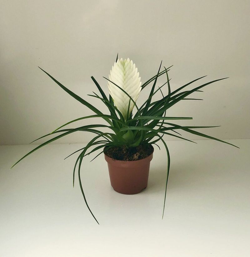 Tillandsia Cyanea Alba Clavel Del Aire Planta_0