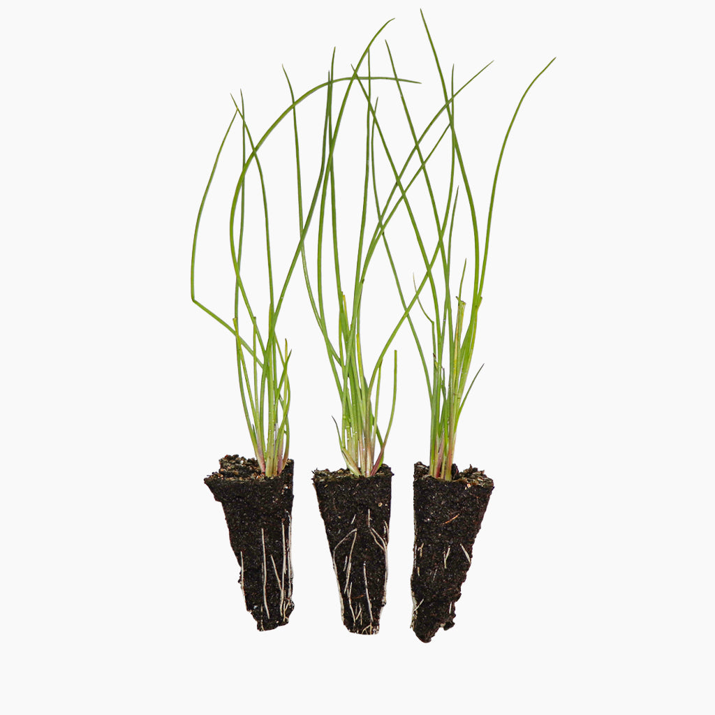 Plantón Cebolla Roja - Plantabo. 10 Unidades_0