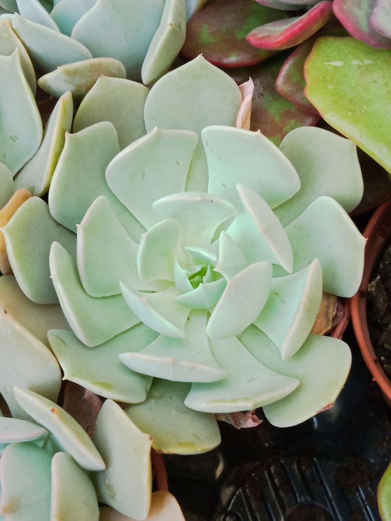 Suculentas Y Cactus Variedad #64 Planta Sin Id_0