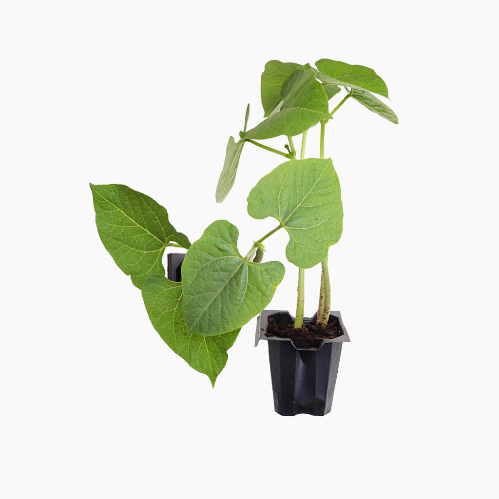 Plantón Judía Plana De Mata Alta 4 Unidades - Plantabo_0