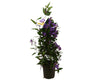 Hardenbergia Piramide M17 70cm