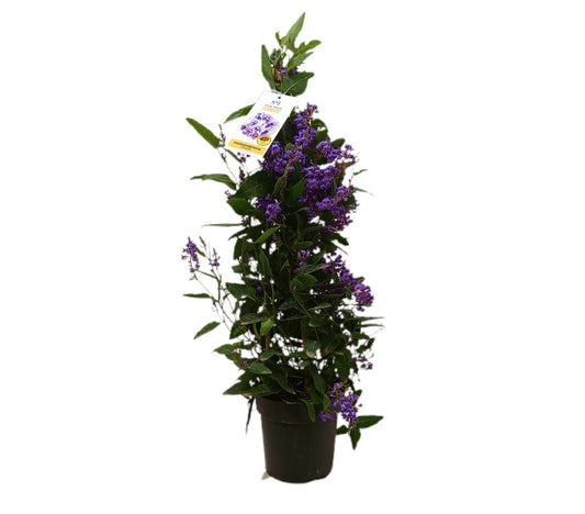 Hardenbergia Piramide M17 70cm_0