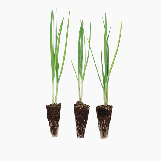 Plantón Puerro - Plantabo