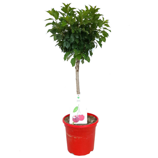 Cerezo Enano M26 120cm_0