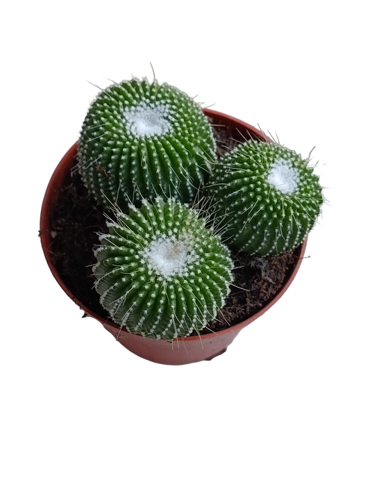 Mammillaria Un Pico Planta Cactus Ø8_0