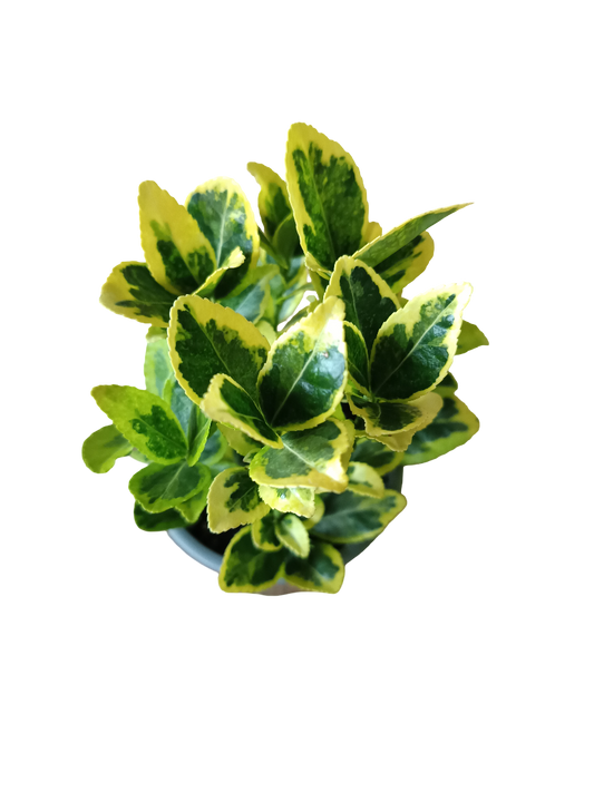 Euonymus Japonicus Variegata Ø8 Planta De Exterior_0