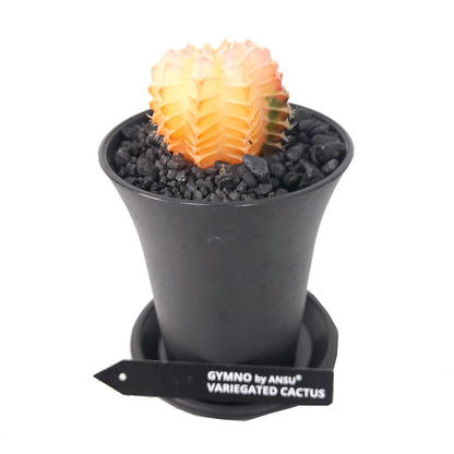 Gymnocalycium Variegata M6_3