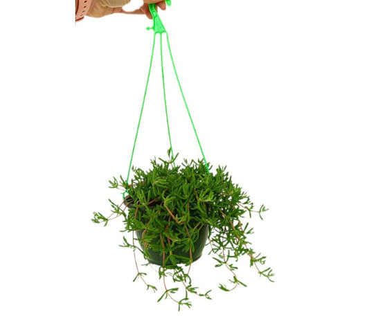 Drosanthemum Speciosum M15