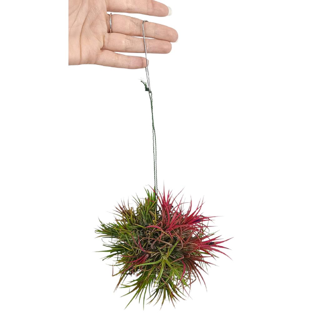 Tillandsia Ion Fuego Bola_0