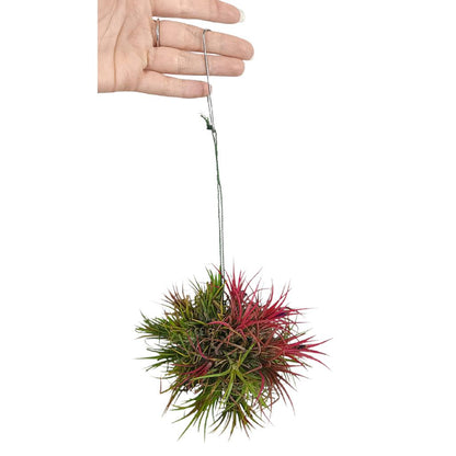 Tillandsia Ion Fuego Bola_0