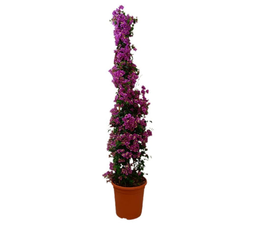 Bouganvillea Piramide M33 160-180cm