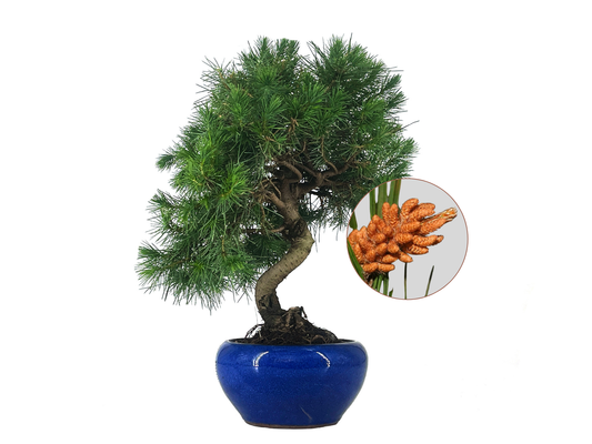 Bonsái Pinus Halepensis – Pino Carrasco 9 Años_0