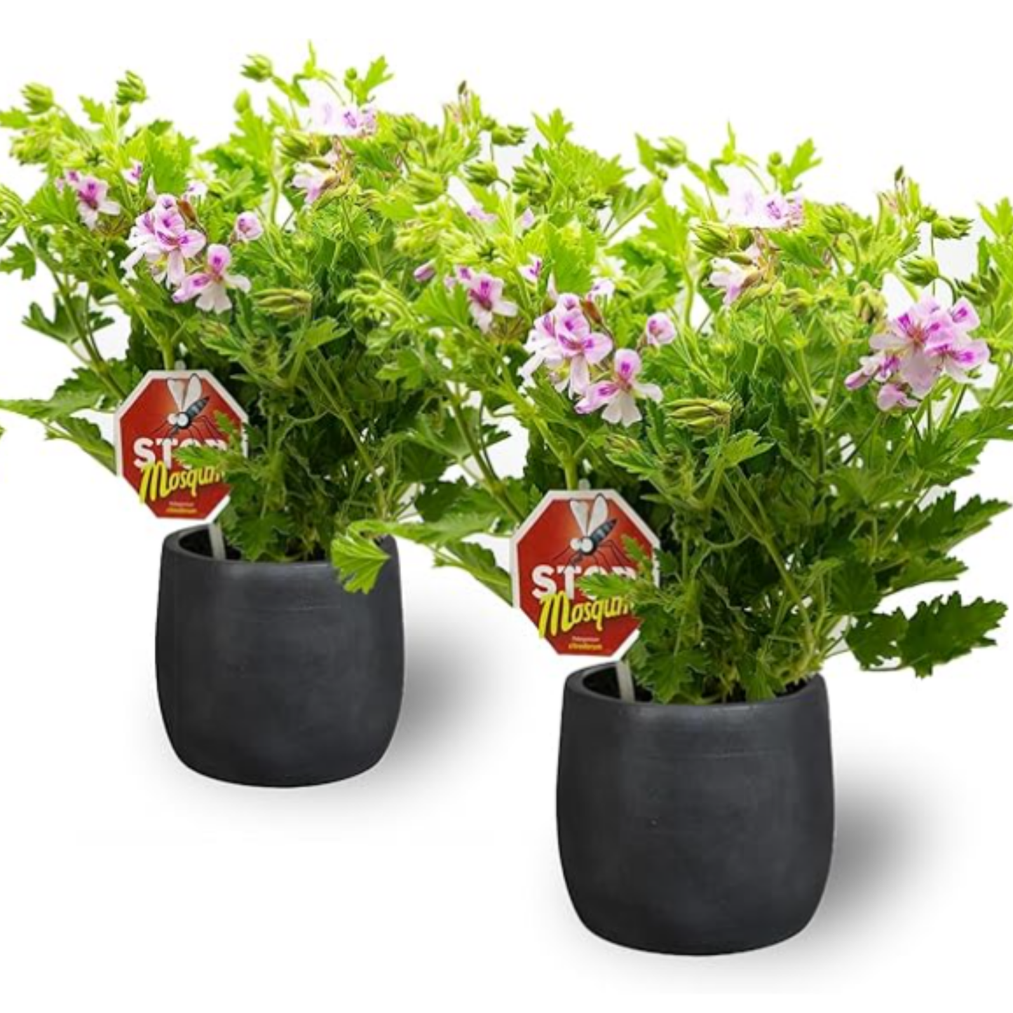 2 x Plantas Geranio Limón Maceta De Ø 15 - Repele Los Mosquitos - Planta Citronela_0