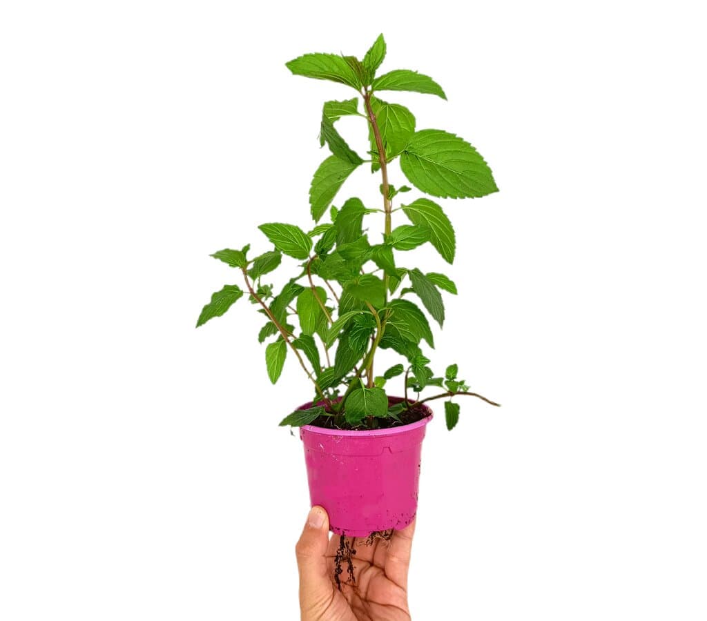 Menta Piperita Verde M11_0