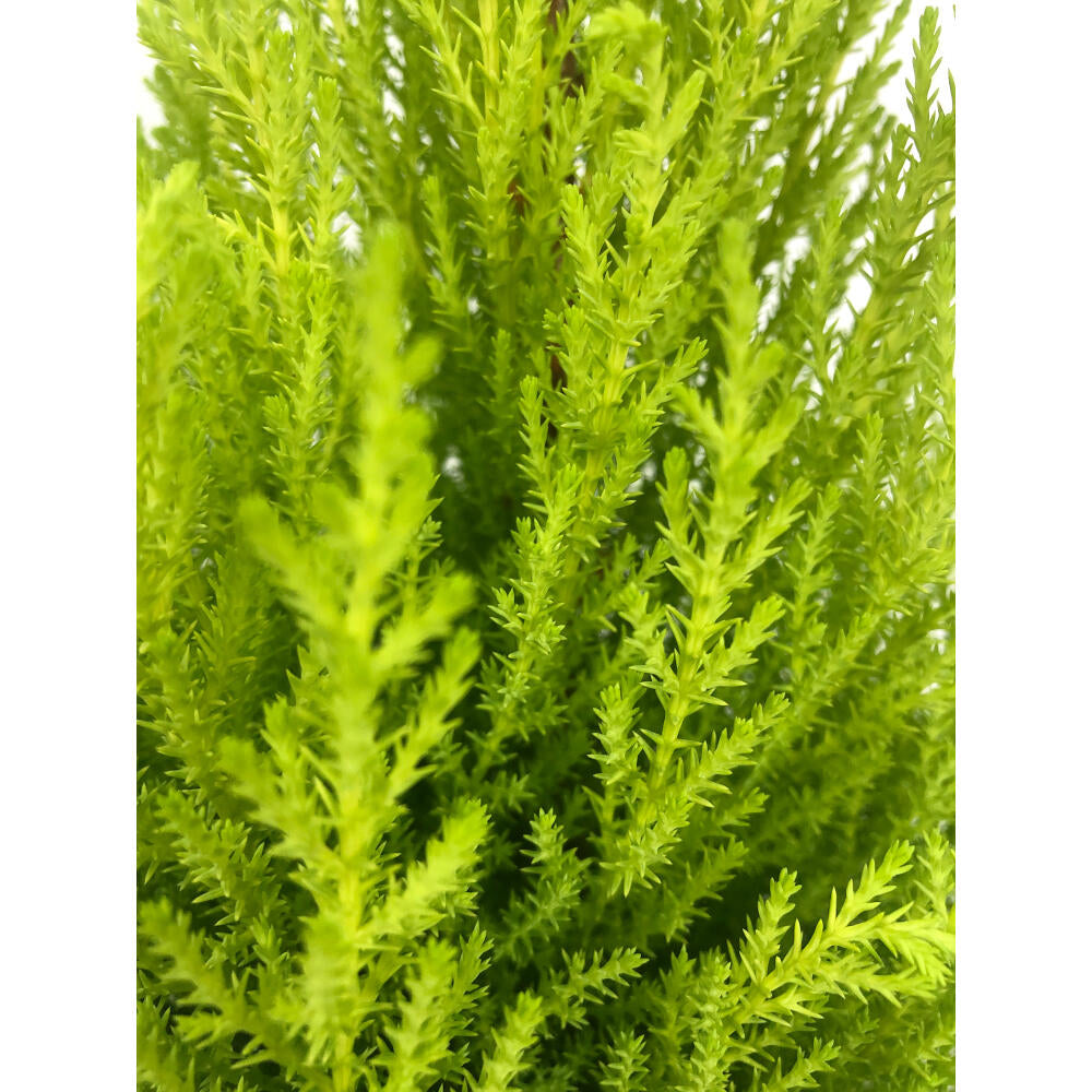 Cupresus Gold Crest Wilma M27 140cm (pino Del Limon)_1