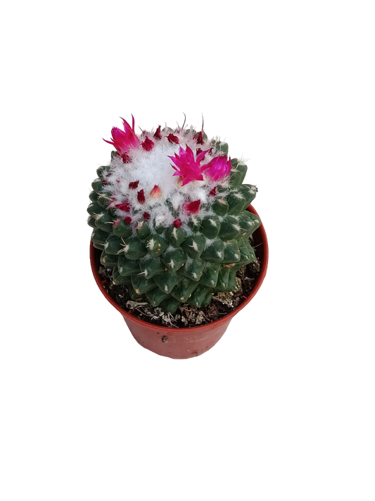 Mammillaria Polythele Ø5 Cactus Mini Planta Natural_0