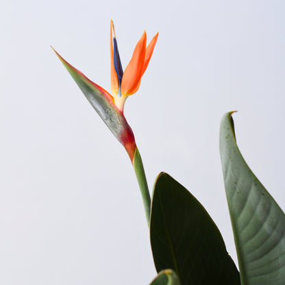 Ave Del Paraíso - Strelitzia Reginae - Con Flores - Altura 70-100cm - Ø19cm