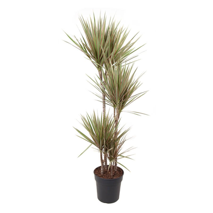 Drácena - Dracaena Marginata 'bicolor' - Altura 140-150cm - ⌀27cm_0